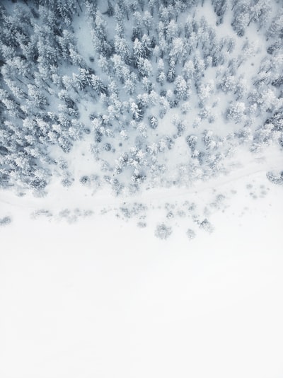 航拍照片的雪覆盖树很多
